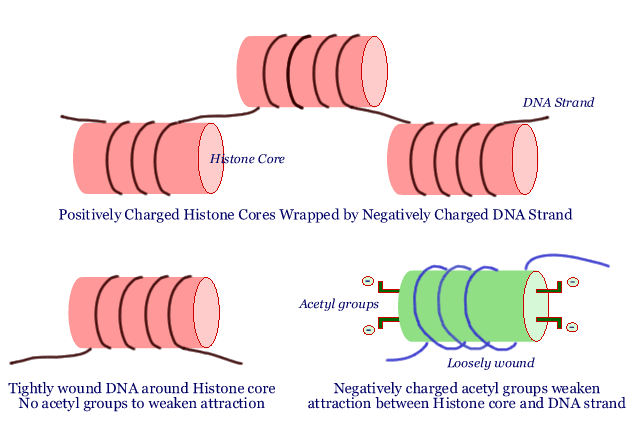 DNA packaging