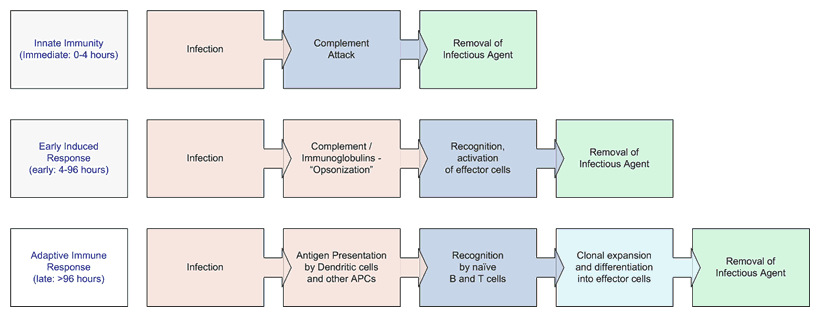 Infection Response