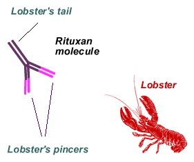 Rituxan molecule