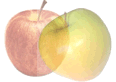 apples to apples