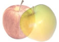 Apples2Apples