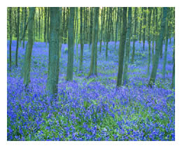 carpet of blue flowers in forest