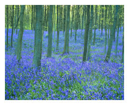 forest scene