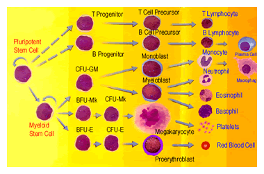 stem cell lines