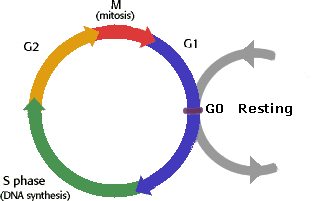 cell cycle