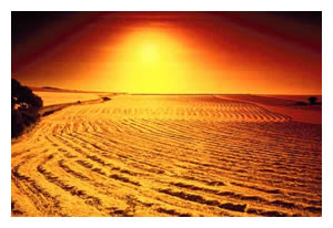 desert sun
