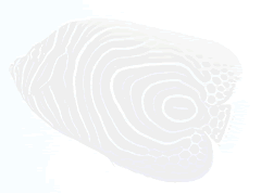 shadow fish
