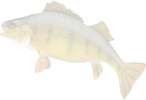 Cold Water Fish
