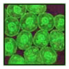 stem cells