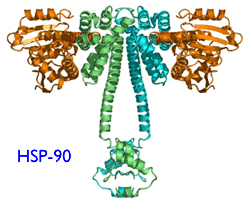 hsp 90 image 2