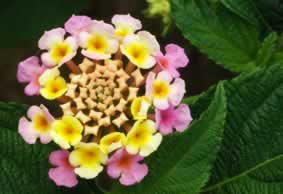 Lantana Flower