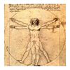 Leonardo Proportion Study
