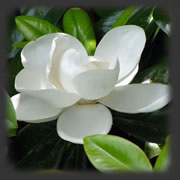magnolia bloom