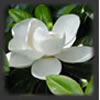 magnolia blossom