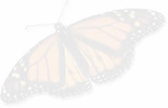 monarch butterfly
