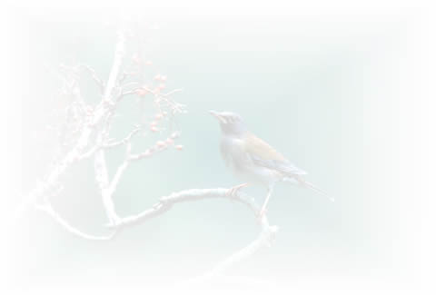thrush