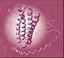 Pegfilgrastim