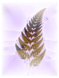 fern fractal