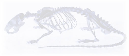 X-ray rat