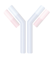 antibody watermark