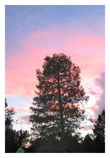 tree silhoutte