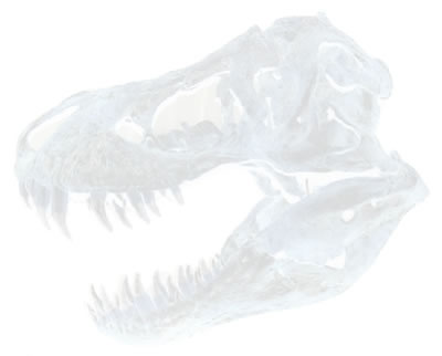 T-Rex skull
