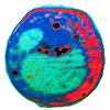 yeast cell