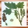 phytochemicals