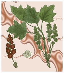 botanicals