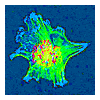 cell adhesion