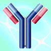 antibody diagram