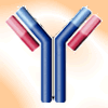 immunoglobulin diagram