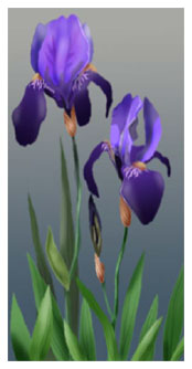 irises
