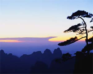 BlueSky Tree