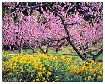 cherry orchard