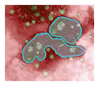flu virus