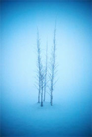 ice trees