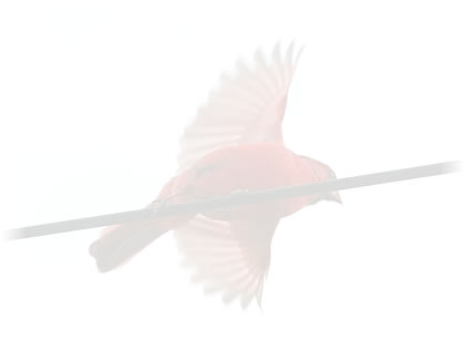 high wire balancing act