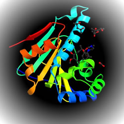 hsp 90