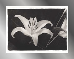 Steelfoil Lillies