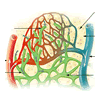 lymphatic system