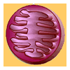 mitochondrion