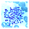 platelets