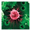 stem cells