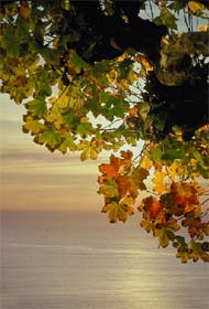 Fall