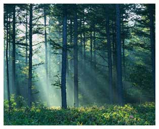sunlit glade