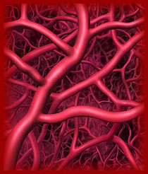Tumor Vasculature