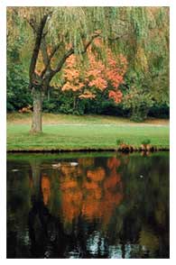 Water Willow