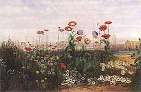 wildflowers