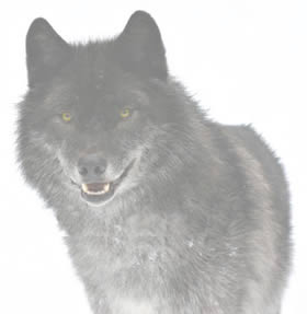 wolf